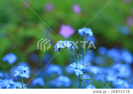 ワスレナグサ ワスレナグサ 26853278