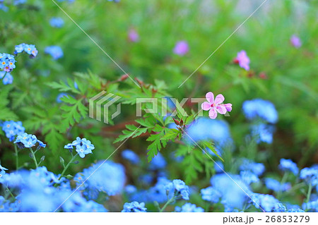 ヒメフウロ ヒメフウロ 26853279