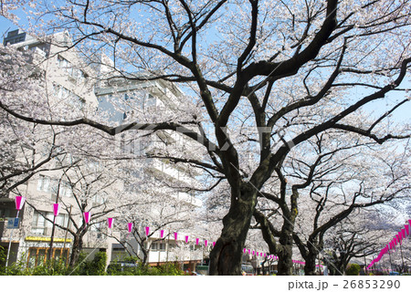 播磨坂桜並木 26853290