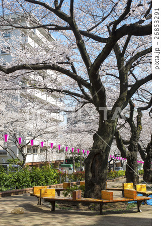 播磨坂桜並木 26853291