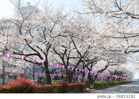 播磨坂桜並木 播磨坂桜並木 26853292