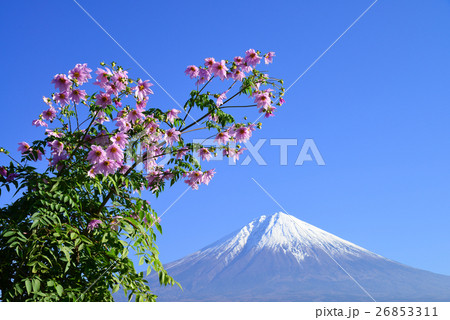 皇帝ダリアと富士山 26853311