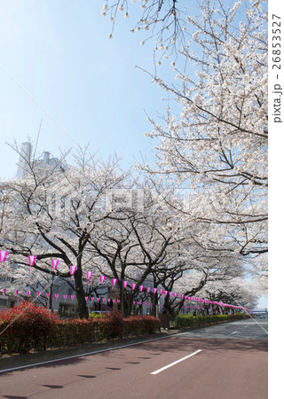 播磨坂桜並木 播磨坂桜並木 26853527