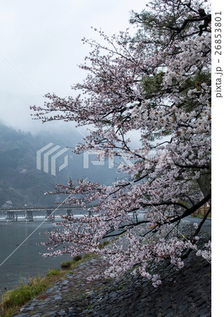 嵐山の桜 嵐山の桜 26853801
