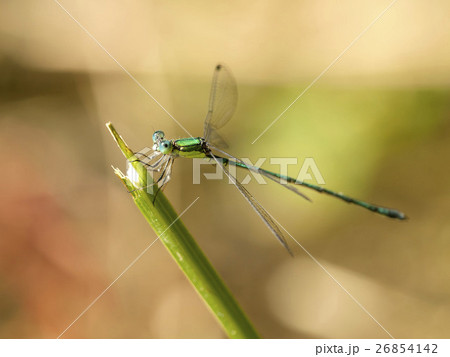 オオアオイトトンボ 26854142