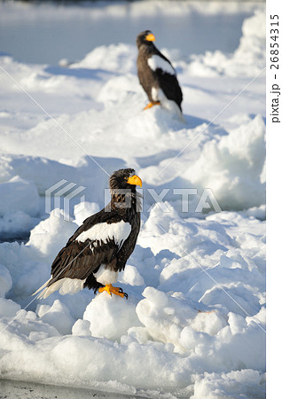 氷海に生きる 26854315