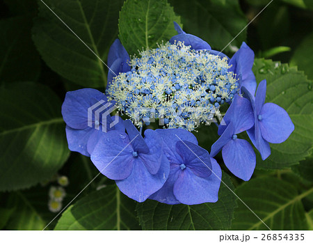 小田原城のガクアジサイ(1) 26854335