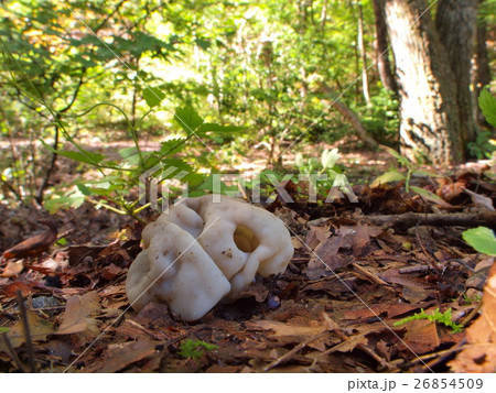 ウツロイモタケ 26854509