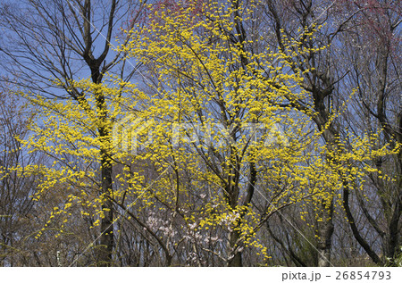 サンシュウ サンシュウ 26854793