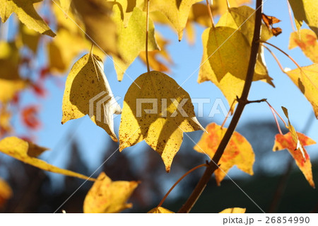 紅葉するイタヤカエデの葉 26854990