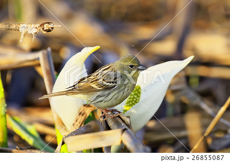 ノジコ(野路子) 26855087