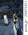 列をなすペンギン 26855451