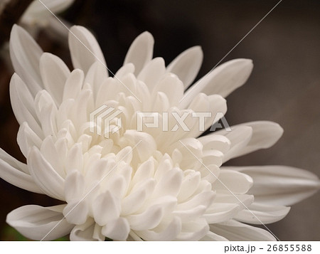 白いキクの花 26855588