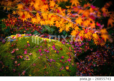 箱根美術館「苔庭と紅葉」 箱根美術館「苔庭と紅葉」 26855743