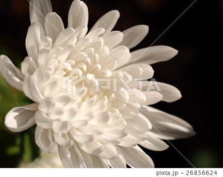 白いキクの花 26856624