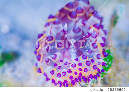 ウミウシ 26856662