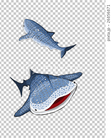 鯨鯊 26856871