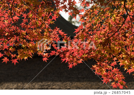 もみじ 26857045