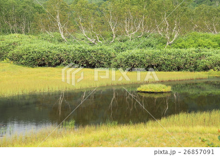 夏の栂池自然園 26857091