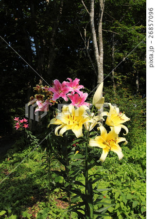 岩岳ユリ園 岩岳ユリ園 26857096