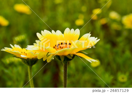 ツマジロヒナギク 26857129