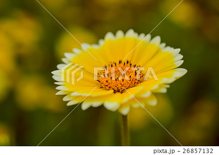 ツマジロヒナギク 26857132