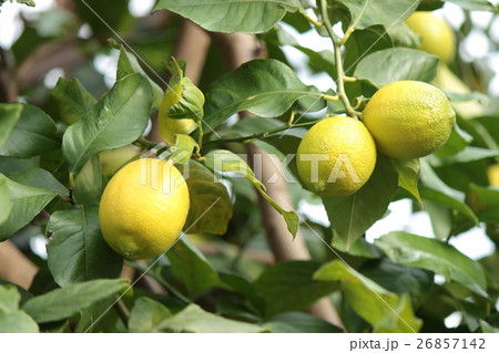 レモン レモン 26857142