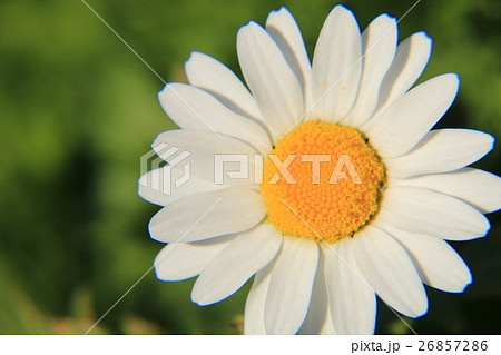 ローマンカモミール 26857286