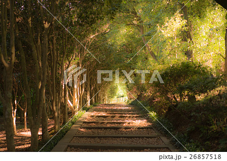 日没 夕日 夕焼け 26857518