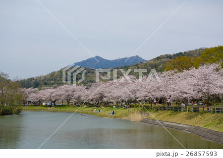 北条大池　筑波山と桜　（茨城県つくば市） 26857593