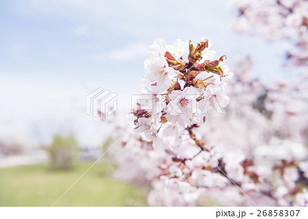満開の桜（被写界深度浅め） 26858307