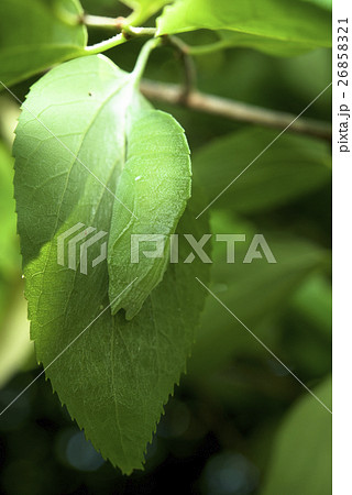 オオムラサキの蛹 26858321