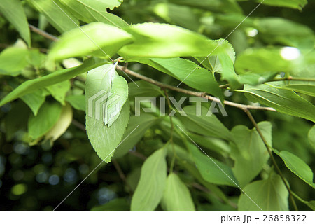 オオムラサキの蛹 26858322