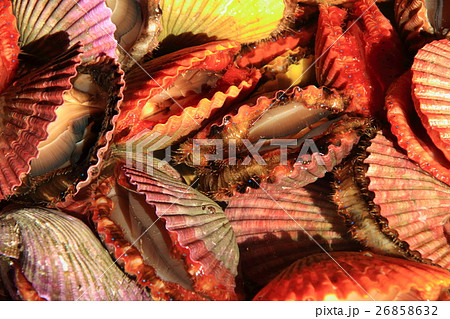 活きてるヒオウギ貝 26858632