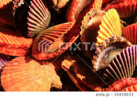 活きてるヒオウギ貝 26858633