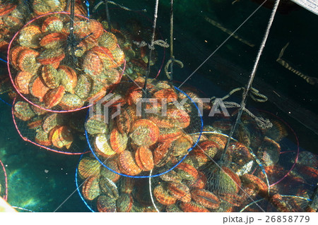 ヒオウギ貝 26858779