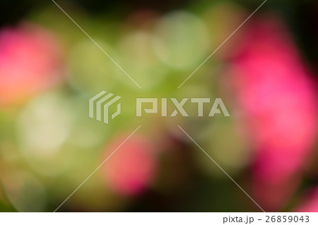 冬の森の可愛い緑と光のボケ素材  26859043