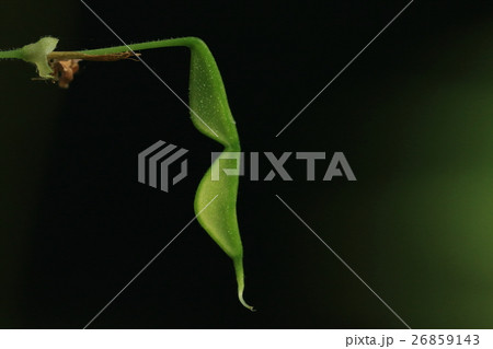 自然 植物 フジカンゾウ、花も実もヌスビトハギに似ますがどちらも少しスマートで上品な感じ? 自然 植物 フジカンゾウ、花も実もヌスビトハギに似ますがどちらも少しスマートで上品な感じ? 26859143