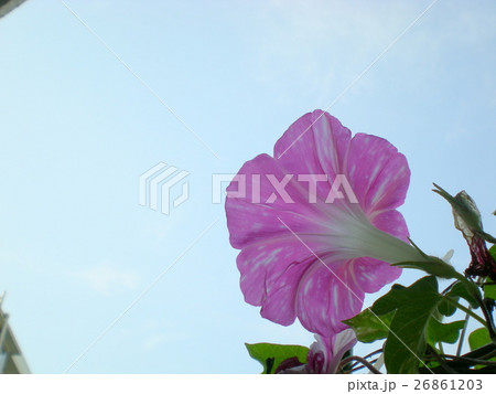 アサガオの花 26861203