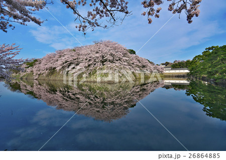 桜花爛漫の彦根城 26864885
