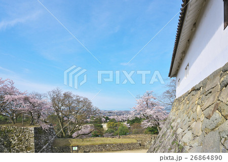 桜花爛漫の彦根城 26864890