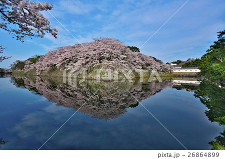 桜花爛漫の彦根城 26864899