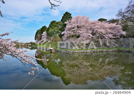 桜花爛漫の彦根城 26864904