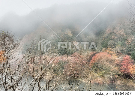 朝靄の中の名張川紅葉 26864937