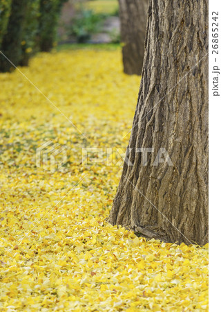 クロ－ズアップ クローズアップ 接写 26865242