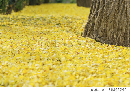 ロサンゼルス 曳く 秋 26865243