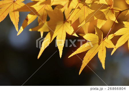 黄色いもみじの写真素材 26866804 Pixta