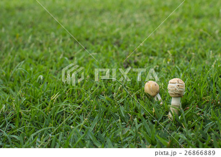 mushrooms on green grass mushrooms on green grass 26866889