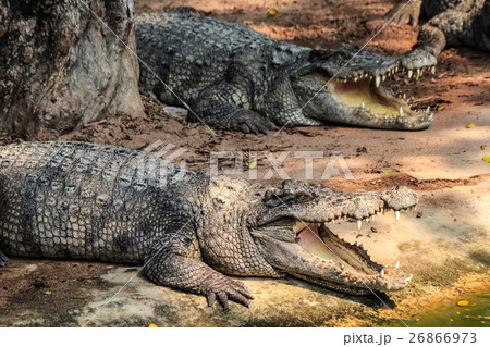 crocodiles near the pond 26866973
