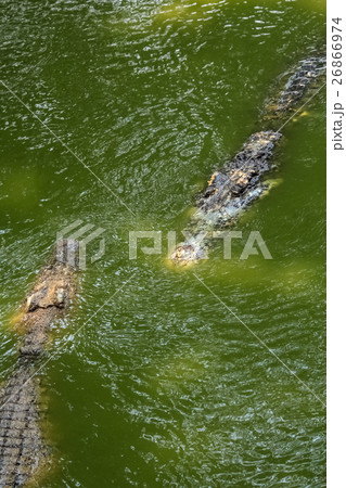 crocodile meet friend 26866974